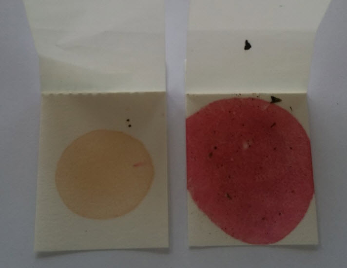 D4D test paper showing positive colour reaction to cannabis compared to the control paper.